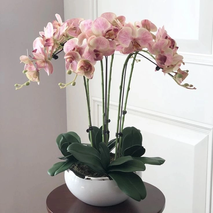 Blush Pink Orchid Arrangement – Rose Aura Luxury Collection