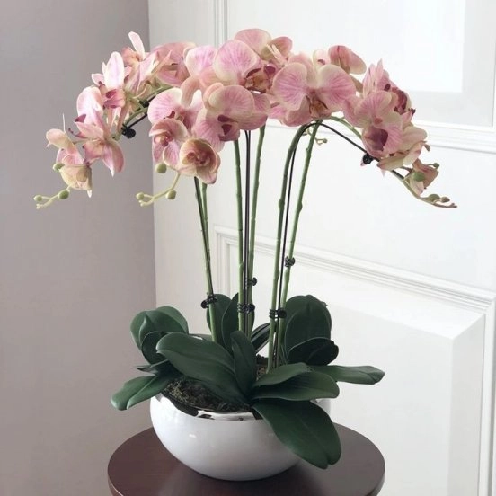 Blush Pink Orchid Arrangement – Rose Aura Luxury Collection