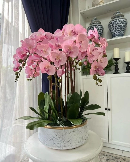 Blush Pink Orchid Elegance
