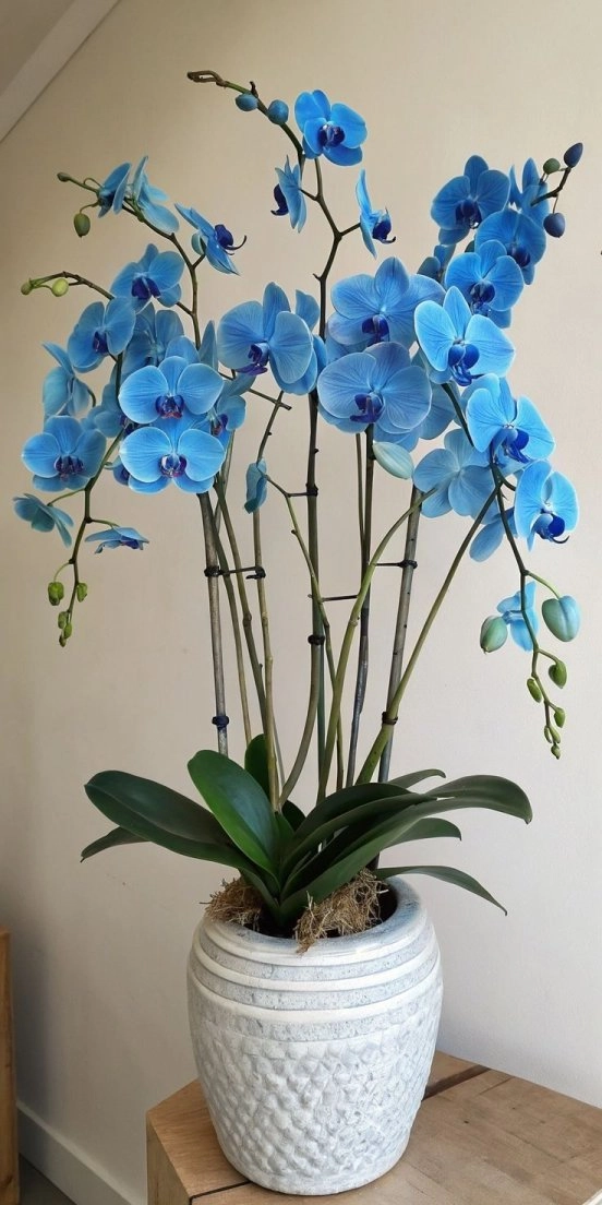 Imperial Blue Orchid Collection – Azure Prestige Design