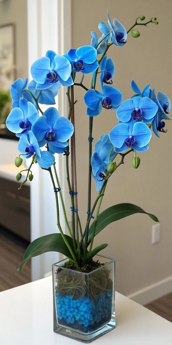 Premium Blue Orchid Luxury Arrangement – Royal Sapphire Elegance